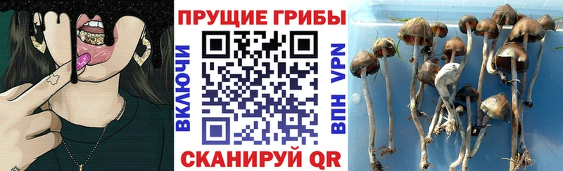 наркотики  Учалы  Псилоцибиновые грибы Magic Shrooms 